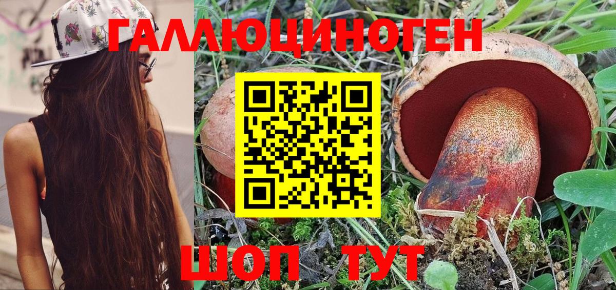 Псилоцибиновые грибы Psilocybe Новороссийск
